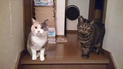 【お題日記】自分が思う一番かわいい動物は？