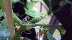 ベランダ？菜園