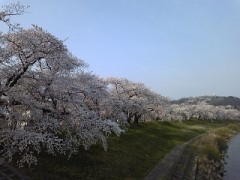 【お題日記】おすすめの花見スポットを教えて