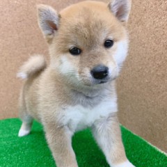 【お題日記】かわいい動物画像