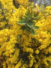 【お題日記】ミモザの日に贈りました