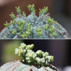 ちょめちょめのタイミング