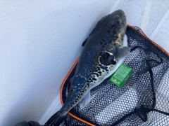 これは捌けない！