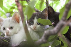 秘密の隠れ家？