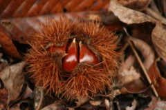 先日からしばらく