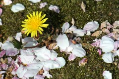 移り行くもの･･･