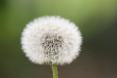 まだ降ってるよ