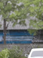 雨上がりの･･･