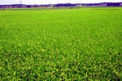 Tales of Planet Tecle １１