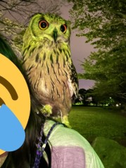 肩乗りフクロウ