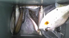 今日は釣りに行ってきたよ♪