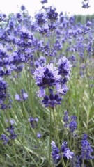 【お題日記】年齢で感度って変わると思う？