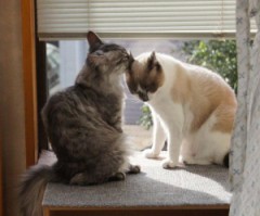 【お題日記】言いたいこと、言ってもいいですか？