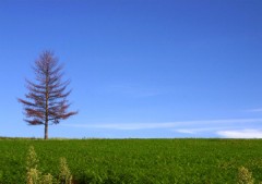 【お題日記】今日はカメラの日！自慢の写真をUPして♪