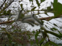 【お題日記】桜が開花！お花見には行きますか？