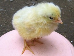 【お題日記】飼っている・飼っていた動物おしえて♪