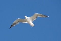 【お題日記】食費を抑えるために実践してること