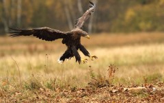 【お題日記】狙った獲物はどうするのがベスト！？
