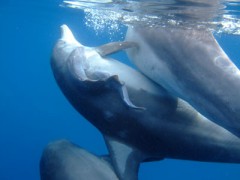 【お題日記】経験は無いけど興味のある体位