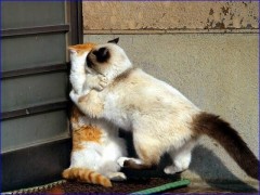 【お題日記】「床ドン」したこと・されたこと