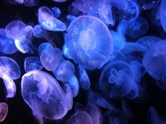 【お題日記】犬・猫以外で飼ってみたい動物