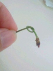 【お題日記】自分はHがうまい方だと思う？