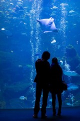 【お題日記】年末年始の予定はもぅ決まってる？