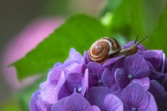 【お題日記】梅雨の楽しみ方♪