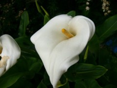 【お題日記】自分を花に例えるとどんな花？