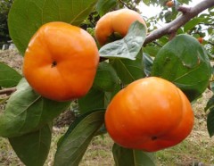 【お題日記】秋といえば？