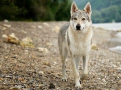 【お題日記】猫派？犬派？それとも何派？