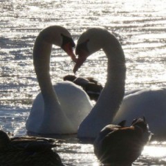 【お題日記】何の沼にハマってる？