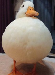 【お題日記】食べたことがない肉の種類