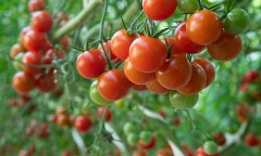 【お題日記】推しのライバーいる？