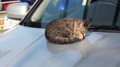 【お題日記】野良猫や野良犬見かける？