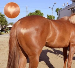 【お題日記】背中に乗った事のある動物