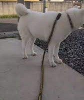 【お題日記】こんな珍しい動物飼ってます