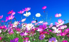 【お題日記】好きなドラッグストア