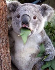 【お題日記】一生1つの食べ物しか食べられないなら何を選ぶ？