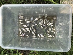 優しさと強さとタナゴ釣り