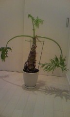 昨日の映像です