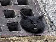 【お題日記】男性の喘ぎ声ってどう思う？