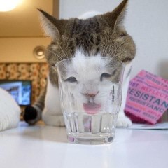 【お題日記】69は好き？嫌い？