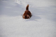 どしたもんかね