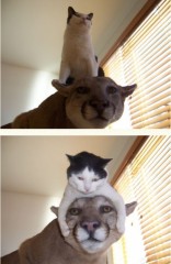 【お題日記】一番興奮する（相手の）下着の色は？