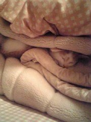 【お題日記】何回も見る夢ってある？