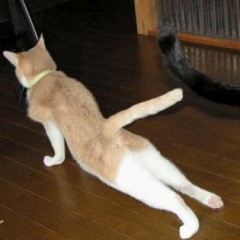 【お題日記】ひとりHの一日の最高回数は？