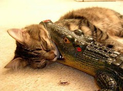 【お題日記】オリンピックで期待している競技・選手は？