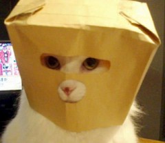 【お題日記】ヴァーチャルでも結構イケちゃう？