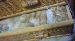 【お題日記】最短で出会ってどれぐらいでHした？